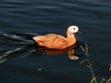 Ruddy Shelduck nehirde yüzüyor.