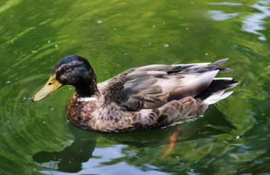 Şehir parkında dişi yaban ördeği