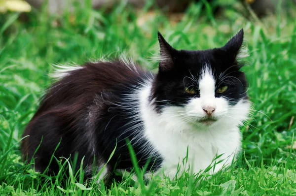 stock image Cat on the park grass