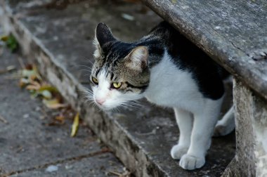 Plaza 'da başıboş bir kedi