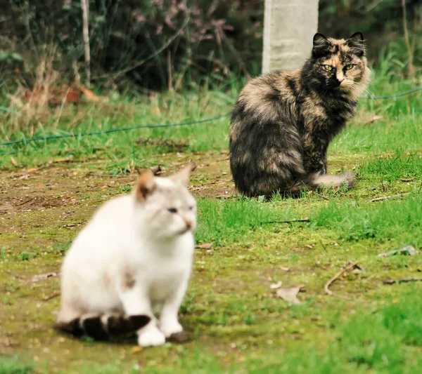 Бродячие Кошки Сидят Саду — стоковое фото