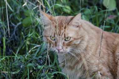 Çimenlikteki kaplan