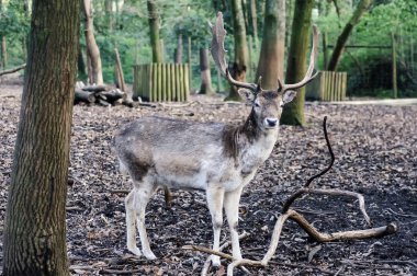Ormandaki genç bir geyiğin yakın çekimi.