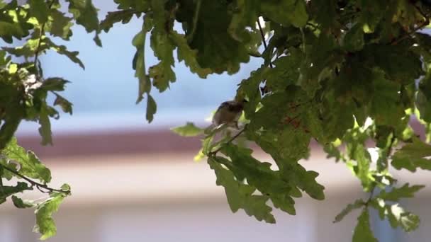 木の上に座っている鳥 — ストック動画