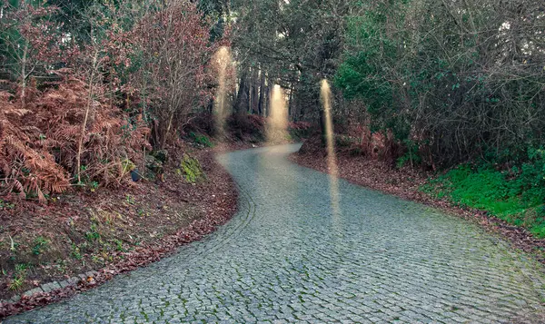Sonbahar Ormanı Taş Yolu