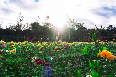 Çiçek çayırında gün batımı