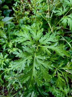 Bahçede yeşil yapraklar