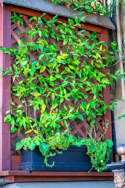 Back Yard Vine Plant Box Wooden Scaforlding Late Afternoon Shade — Stock Photo, Image