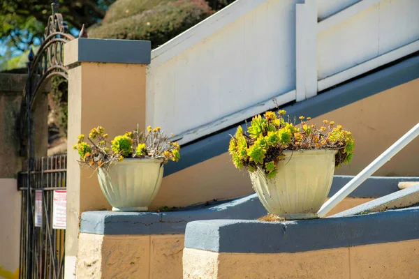 Twin potted plants with yellow flowers on the side hand rails of a set of stairs on a front porch or patio in the neighborhood. Late in afternoon sun with beige stucco wall exterior and gray accent.