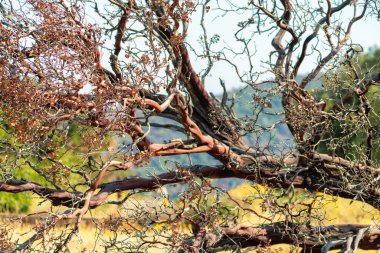 Kırmızı ağaç dalı ya da gövdesi kayıp. Doğal bitki örtüsü, çimen ve mavi gökyüzü ile güneşli dağlarla kaplı.