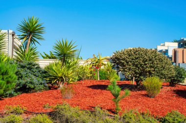 Ormandaki kentsel ya da banliyö bölgesinde ya da kasabanın yakınlarında tropikal bitkilerin bulunduğu bir parkta turuncu ya da kırmızı odun parçaları. Öğleden sonra güneşli arka planda gökyüzü ve şehir merkezindeki binalar.