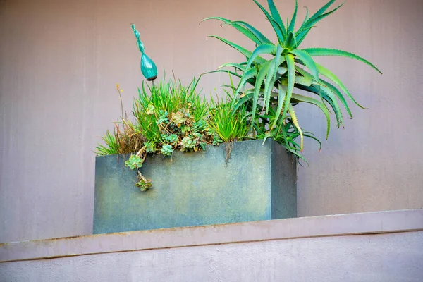 Green tropical plant in gray metal planter box on an urban or suburan mantle in the front yard with brown stucco home facade. Exterior of house in shade in late afternoon in the downtown neighborhood.