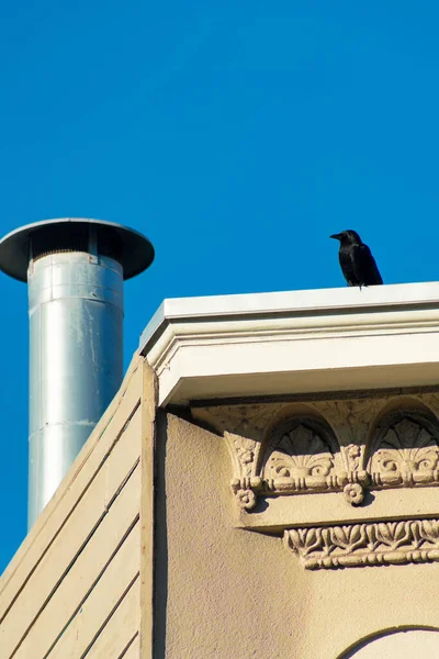 Crow nesting on flat roof of building with beige stucco and cream wooden slat or pannel exterior with visible metal chimney pipe. Clear blue sky on house or home in residential neighborhood.
