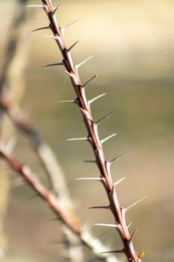 Desert Ocotillo cactus plant with thorns on long slender vine with brown surface in a natural setting. Plant native to the sonora desert in the hills of Arizona in North America.