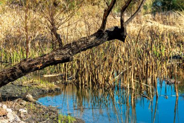 Tree trunk tipped over hanging above lake or swamp with cat tails and tall native grasses in the dry season. In late afternoon with visible water and aquatic foliage in north american wilderness.