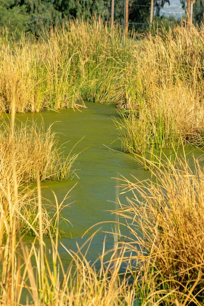 View of green algae in the ponds or lakes or north america with native grasses in the dry season in natural wilderness. Foliage and invasive plants that take over the water and kill other species.