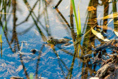 Frog hiding in a lake or pond camouflaged in sticks and aquatic plants with reflective water surface and green texture. Natural grass and foliage in late afternoon sun and shade with animals.