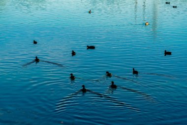 Silhouette ducks on a dark blue pond or lake in late afternoon shade with reflective water and black animals. In a natural reserve or aquatic area of nature.
