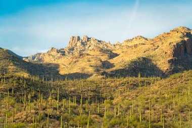 Rolling moutain hills with some shade covered in saguaro cactuses in the sonora desert moutains in arizona wilderness. In late afternoon sun with bluffs in distance and hazy white blue sky.