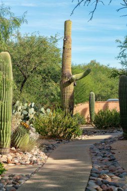 Sidewalk winding through an suburban park or walkway in a recreation area for joggers and people walking their dog. In the desert with cactuses in rock garden with trees and late afternoon shade.