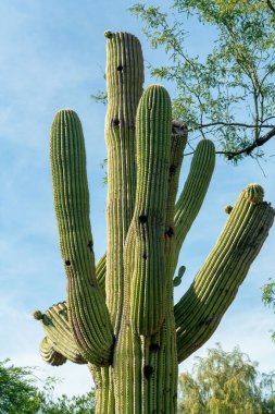Saguaro cactus with dried up and dead flower buds in late afternoon sun with visible vegetation and spike textures. Trees in background with shade and blue and white hazy sky in sonora desert.