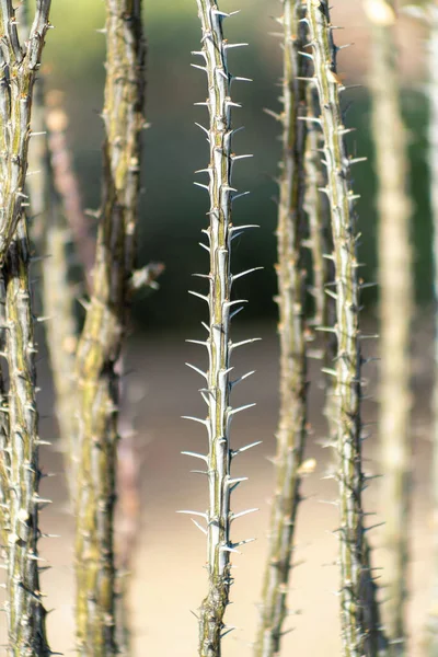 Spike plant in the deserts of arizona sonora desert with visible spines and long tendrils and branches hanging vertically. In the southwestern united states used to defend against predators in nature