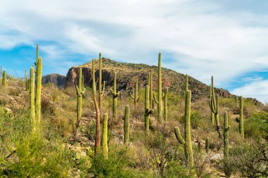 A great many saguaro cactuses in the cliffs of the sonora desert in southwestern north america in arizona wilderness. Late in the afternoon with visible sunlight and blue and white sky background.