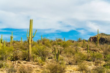 Sonora desert saguaro cactuses in the hills of ariona with blue sky background and white clouds in midday sunlight. In the american southwest with rocky cliffs in the woods and slopes of nature.