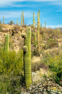 Small saguaro cactus with new life bulbs growing on side with sonora desert grasses and shrubs in background in sun. Midday with clear blue sky in late afternoon in hills of arizona wilderness.