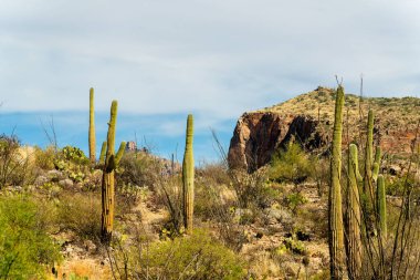 Visible saguaro cactuses in late afternoon sun with clouds and blue sky background in late afternoon sun with cliffs. Towering moutain background with dirt and native grasses and trees in the deep woods.
