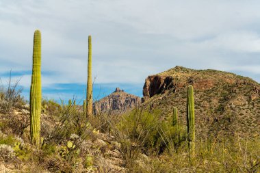 Arizona wilderness in the late afternoon sun with hazy blue and white sky background and towering cliffs in woods. In the sonora desert in southwestern united states in sabina national park.