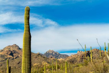 Large saguaro cactus in sabino nation park in the cliffs of arizona in the fields of recreation and natural reserve. Blue sky in afternoon sun with clouds and rolling hills and cliffs and mountains.