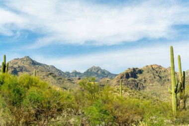 Mission view trail in arizona in the sonora desert in southwestern united states in afternoon sun. Visible saguaro cactuses with natural grass and trees with full blue sky and clouds.