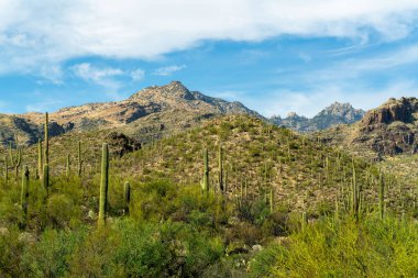 Mission view trail in sabino national park with saguaro cactuses in the cliffs of sonora desert arizona with moutains. Blue and white sky in late afternoon sun and shade in wilderness.