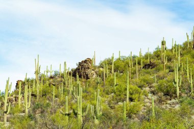 Sabino national park with saguaro cactuses covering steep hillside cliffs with rocks and plants in sonora desert arizona. Late in the day with hazy blue sky background and natural shrubs and trees.