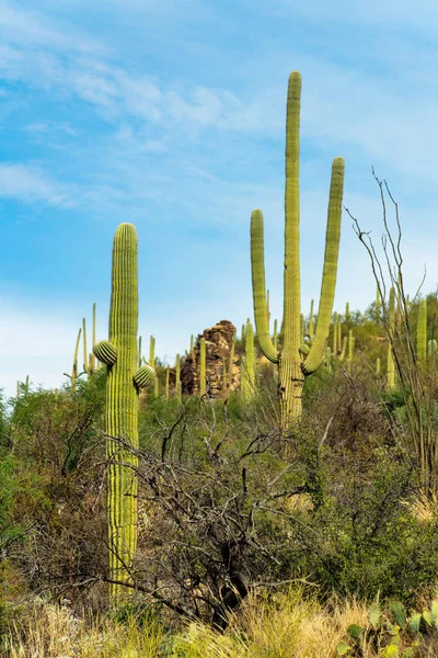Visible saguaro cactuses in sonora desert in arizona in sabino nationl park in the wilderness regions of southwest us. Late in the day with blue sky and clouds with trees shrubs and natural grasses.