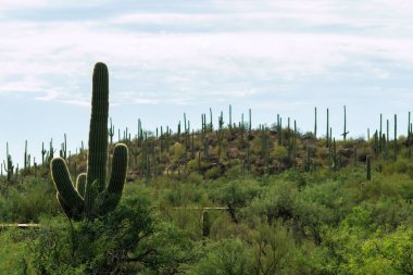 Tall saguaro cactus sillhouette with rolling hills and cliffs in sabino national park and mission view trail arizona. In tuscon with hazy white sky in the cliffs of the southwestern north america.