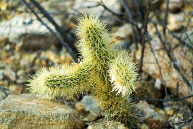 Teddy bear chollo cactus in cliffs of arizona natural grasses and vegetation in background with trees and rocks. In sabino national park in tuscon arizona in southwest united states north america.