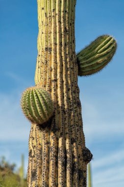 Dying or decaying saguaro cactus with old growth in the hills of sonora desert of southwestern united states blue sky. Background with decaying parts in the deep afternoon sunlight.