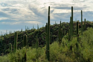 Field of cactuses saguaro in late afternoon shade with clouds and blue sky in tuscon arizona sabino nationl park. In the cliffs and in the hills with native grasses and vegetation in sonora desert.