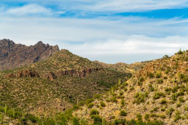Field in cliffs of tuscon arizona in sabino national park in late afternoon sun with fields of cactuses and natural plants. Blue sky with clouds in the hillside of sonora desert in afternoon light.