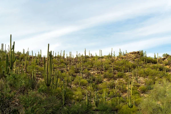 Sunrise field of saguaro cactuses in the sabino national park in tuscon arizona in shade with blue sky in southwest hills. Visible rocks with blue and white sky background in the cliffs of wild west.
