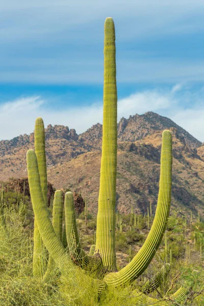 Arched saguaro cactus in the cliffs and hillsides of tuscon arizona in sabino national park in late afternoon sun. Midday with blue and white sky and natural trees and vegetation in recreation area.