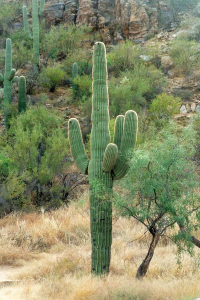 Towering mexican cactus in the hills of tuscon arizona in late afternoon or early morning shade with natural grass. In the hills of nature in sabino national park in the wild west north america.