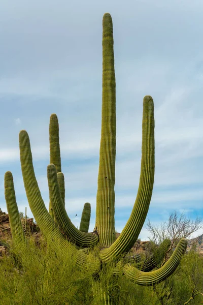 Tall saguaro cactus with many arms and natural growths in afternoon shade with clouds and blue sky shade. Visible grasses and shrubs in vegetation area in the great outdoors hillside ladscapes.