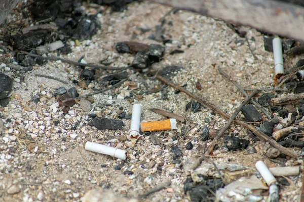 A few cigarette butts or filters in the camp fire at the end of a ground or recreation area for hikers and people staying overnight. Late afternoon shade with ash and burnt wood in the fire pit.