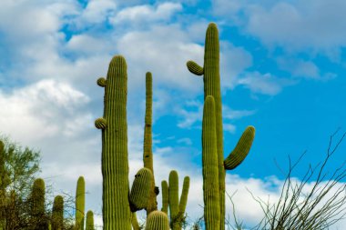 Slender saguaro cactuses reaching to the sky in the blue light and white clouds with surrounding vegetation in daylight. In the sonora desert with shrubs and trees in the wilderness and woods.