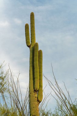 Tall saguaro or mexican cactus with new growth arms in a desert environment in sonor or tuscon arizona woods. Native grass in sunlight with cloudy gray skies in sonora desert environments.
