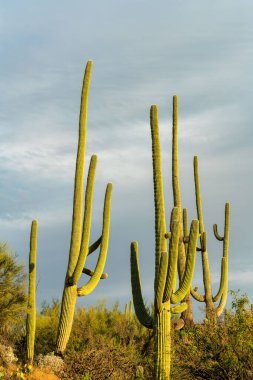 Giant saguaro cactus in rows in afternoon sunlight with looming gray storm clouds in background with shrubs. Natural grass in tuscon arizona in sabino national park in the great outdoors desert.
