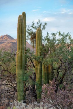 Saguaro cactus with grasses and trees with visible mountains in the blue sky outdoor back country in tuscon arizona. Late in the afternoon in the desert of sonora under majestic cliffs in wilderness.